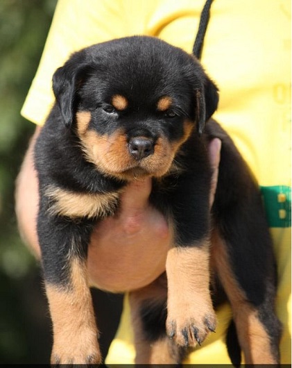 Rottweiler Puppy in bangalore